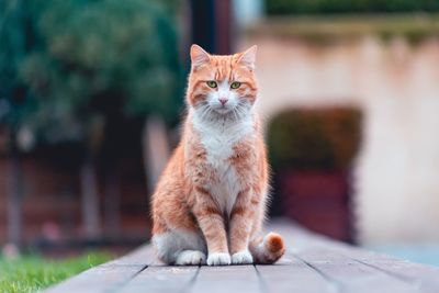 Portrait of cat sitting outdoors