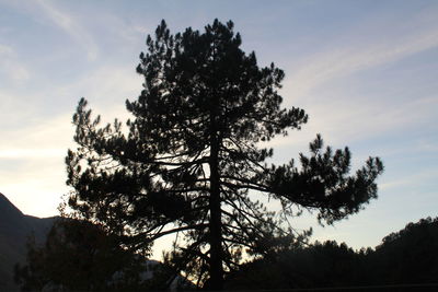 Low angle view of silhouette trees against sky