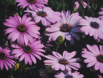 High angle view of pink flowers