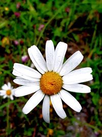 Close-up of white daisy