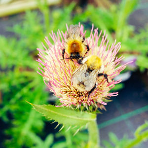 Close-up of bee pollinating on flower