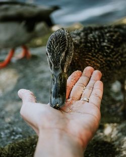 Cropped hand feeding duck