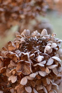 Close-up of dried mushrooms growing on land