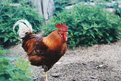 Rooster in a field