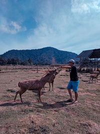 Full length of man feeding mules