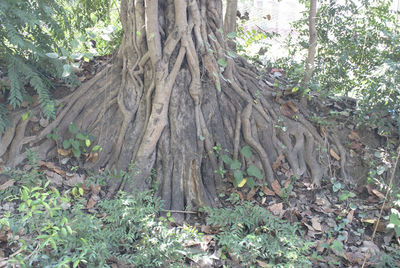 Trees growing in forest