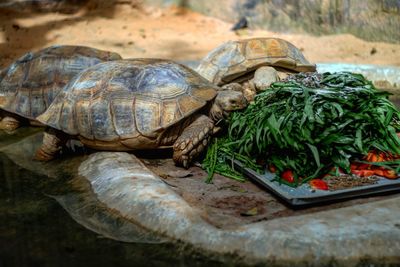 Close-up of turtles eating