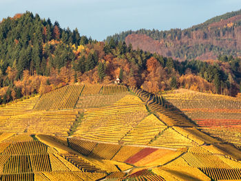 Scenic view of agricultural field against sky during autumn