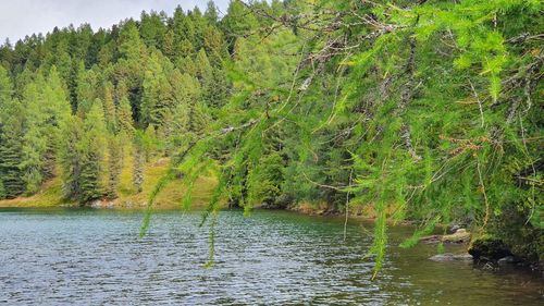 Scenic view of lake in forest