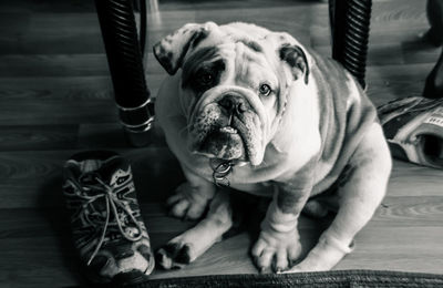 Close-up of dog at home