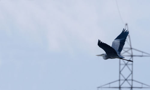 Low angle view of bird flying against sky