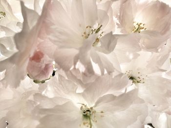 Close-up of white flower