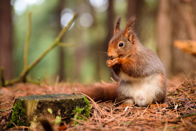 Close-up of squirrel eating outdoors