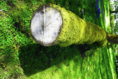 Trees growing in a garden