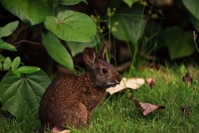 Marsh rabbit sylvilagus palustris with its short ears and large eyes in naples, florida