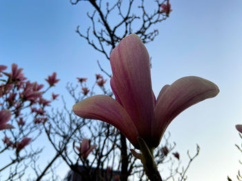 Low angle view of flowering plant against clear sky