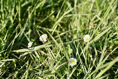High angle view of white flowering plant on field
