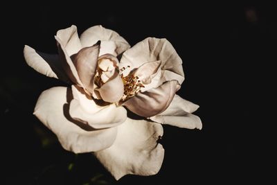 Close-up of white rose against black background