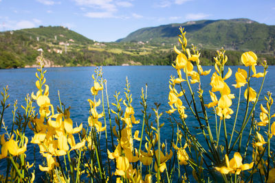 Close-up of yellow flowering plants on field against sky