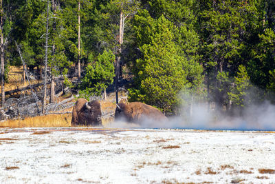 Bison relaxing by steam near fountain paint pot in yellowstone national park