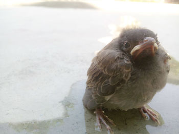 Close-up of an animal