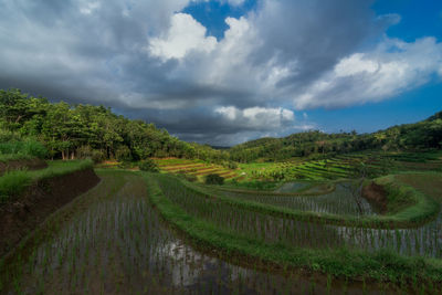 Scenic view of agricultural field against sky