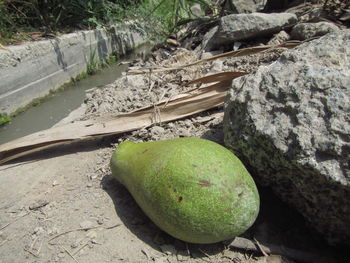 Close-up of bananas growing on rock