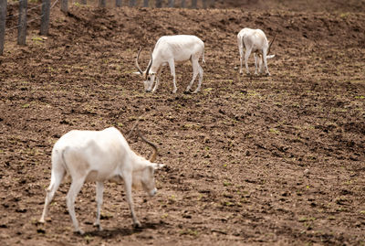 Sheep grazing in a field