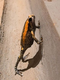 High angle view of bird perching on wall