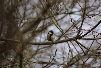 Birds perching on branch