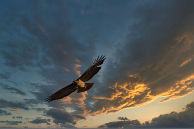 Low angle view of bird flying in sky