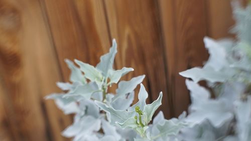 Close-up of white flowering plant leaves