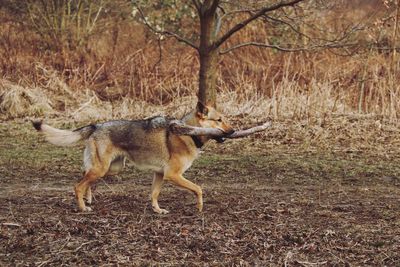 Fox running in forest