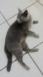 High angle view of cat sitting on floor