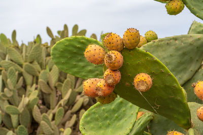 Close-up of prickly pear cactus