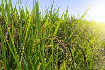 Close-up of crops growing on field against sky