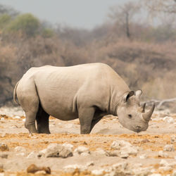 Rhinoceros at desert