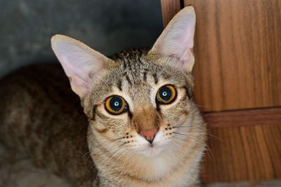 Close-up portrait of cat