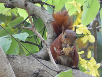 Close-up of squirrel on tree