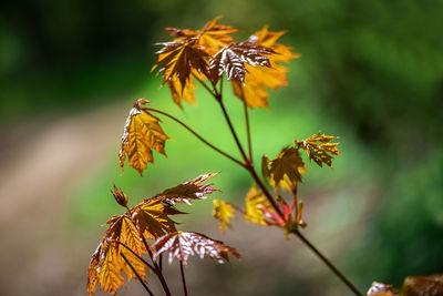 Close-up of autumn leaves on plant