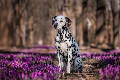 Dalmatian dog sitting on purple flowers