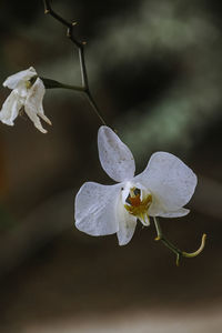 Close-up of white flowering plant