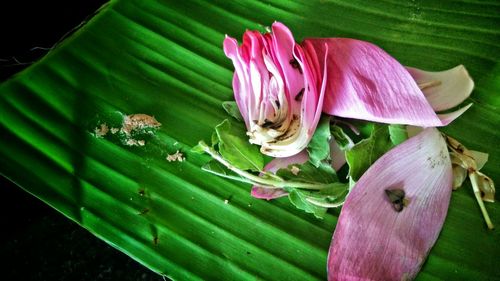 Close-up of lotus water lily