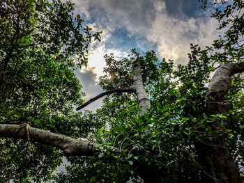 Low angle view of trees against sky