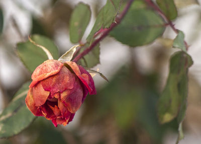 Close-up of flower