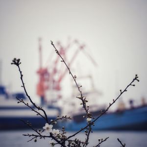 Close-up of cherry blossom against sky