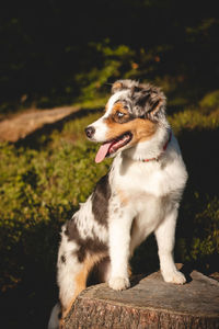 Candid portrait of an australian shepherd resting in a forest stand, watching with a realistic smile