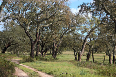 View of trees in forest