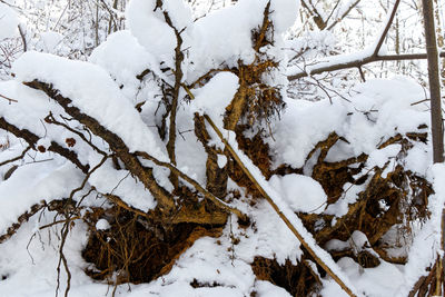 High angle view of snow covered trees on field