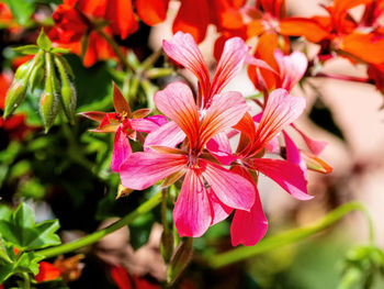 Close-up of pink flowering plant
